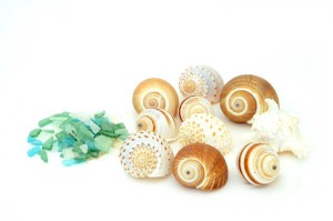 decor shells seaglass